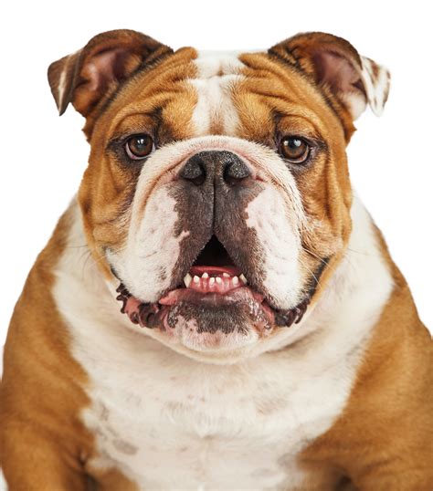 Top 10 Dog Breeds Most Popular Dog Breeds In The Us In