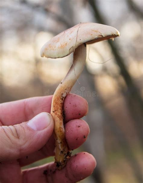 Edible Mushroom In Hand In The Forest Stock Photo Image Of Outdoor