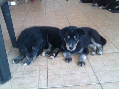 We did not find results for: Siberian Husky + Golden Retriever Puppies Adopted - 3 Months, Large Breed Hybrid Goberian ...