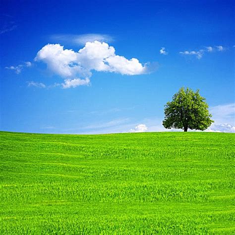 Free Meadow Trees Clear Background Images Grass Trees Blue Sky