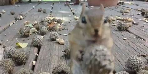 Chipmunk Eats All The Acorns Has No Shame In His Game Huffpost