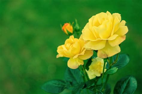 Yellow Rose Flower Full Hd Images Ultimate Yellow Rose Meaning