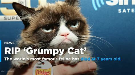 Internet Star Grumpy Cat Dies At Age Of 7