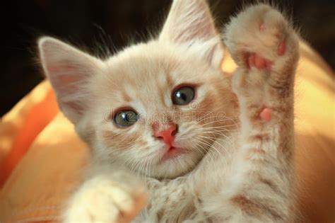 Cute Kitten High Five Royalty Free Stock Image Image