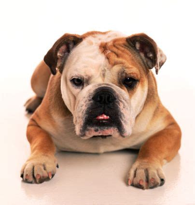 French bulldogs would only have long hairs when both the parents carry a recessive gene that is rare in average. dogs that don't shed - Google Search | British bulldog ...