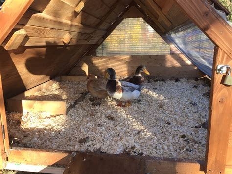 When raising healthy geese, do you need a pond? housing for ducks & geese | BackYard Chickens - Learn How ...