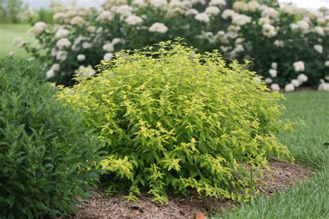 Proven Winners® Colorchoice® Plant Of The Week Plant Of The Week