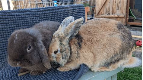 Do Female Rabbits Hump Managing Rabbit Mounting Behavior
