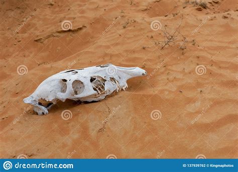 Animal Skull In The Rippling Sand Dunes Stock Photo Image Of Mountain