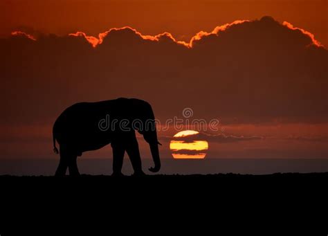 Elephant Sunset Stock Photo Image Of Black Silhouette 109019746