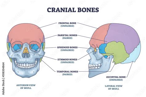 Cranial Bones Anatomy And Skull Skeleton Medical Division Outline