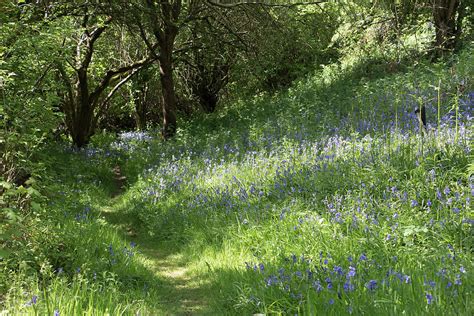 Spring Woodland Path With Bluebells Photograph By Jackie Tweddle Fine