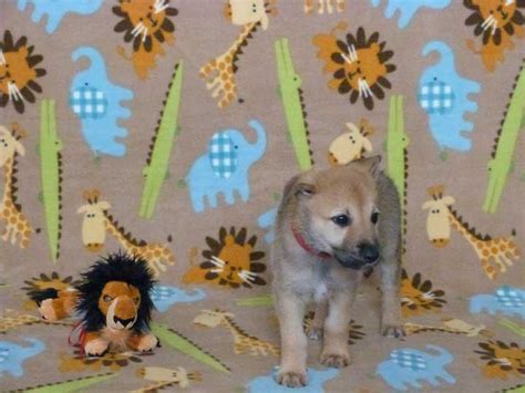 Chinook Puppies Lion King Litter Week 5