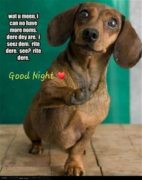 Pin By Hanna Kmink On Good Night Funny Dogs Funny Dog