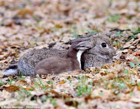 Stoat Kills Rabbit Twice Its Size After 20 Minute Fight