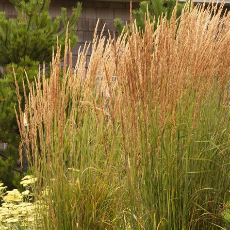 Karl Foerster Feather Reed Grass Berns Garden Center And Landscaping Ohio