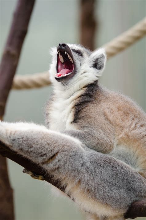 Free Images Animal Wildlife Zoo Mammal Fauna Kangaroo Yawn