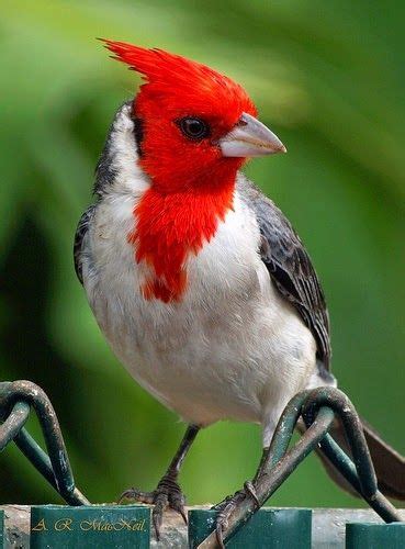 Red Crested Cardinal Totaly Outdoors Those Cards Birds Beautiful