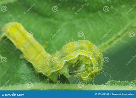 Green Worm Eating Plant Leaf Macro Worm Stock Image Image Of Sweet