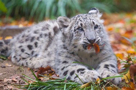 Snow Leopard Cats Photo 36207037 Fanpop
