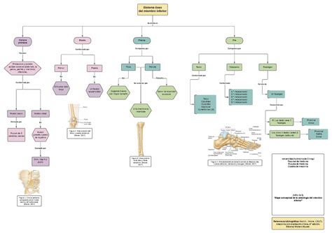 Mapa Conceptual De Huesos Del Miembro Inferior Cintura Pelviana My