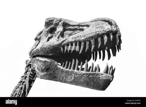 Tyrannosaurus Rex Black And White Stock Photos And Images Alamy