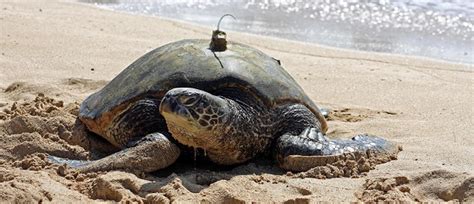 Tracking Of Sea Turtles Argos