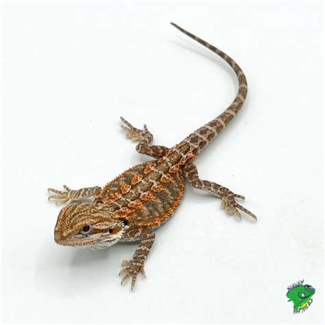 Fancy Bearded Dragon Hatchling Strictly Reptiles