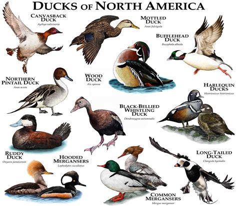 Ducks Of North America Poster Print Etsy Canada