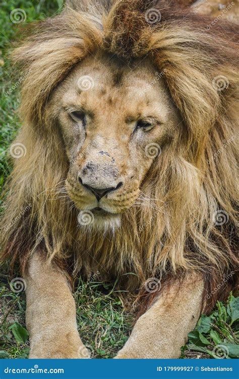 Majestic Lion Resting On The Grass Stock Image Image Of Black Grass