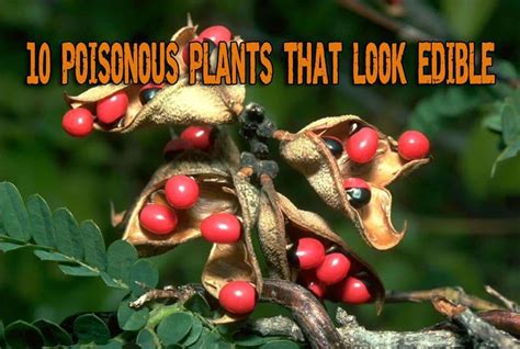 10 Poisonous Plants That Look Edible Preppers Will