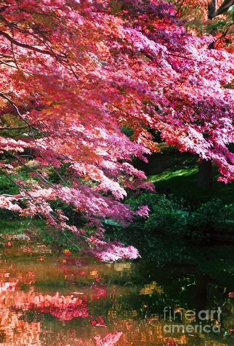 Japanese Maples Japanese Garden Pink Trees Beautiful Nature