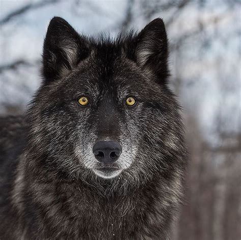 Ferocity Of The Black Timber Wolf 🐺 Amazing Facts Wolves Travel In