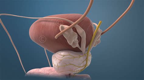 Reviews common tests for these conditions, as well as treatment side effects. Stereoskopische 3D Animationen zu Prostatakrebs