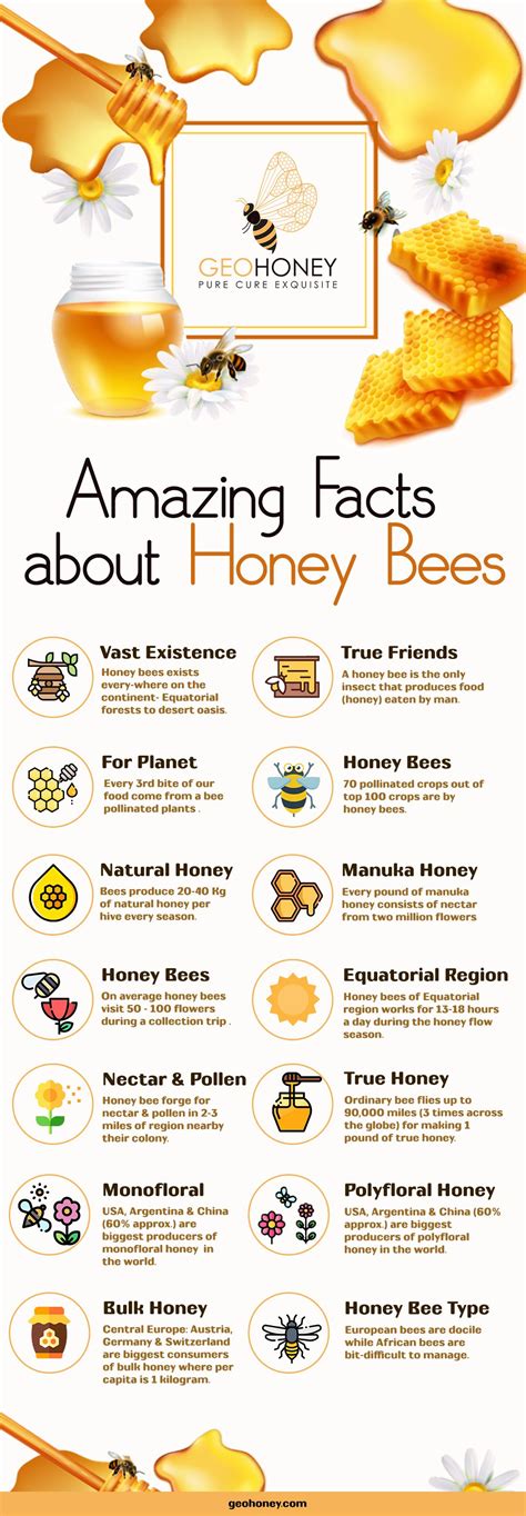 Discover The Amazing Facts Of Honey Bees We Are Sharing An Infographic And Their Wonderful