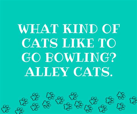 25 Cat Puns You Need Right Meow Cat Fancast