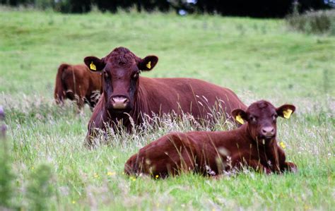 Lincoln Red Cattle Rare Breed Cattle South Ormsby Estate