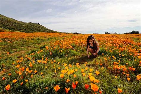 Cánh đồng Hoa Dại Tuyệt đẹp Tại California Mỹ Vtvvn