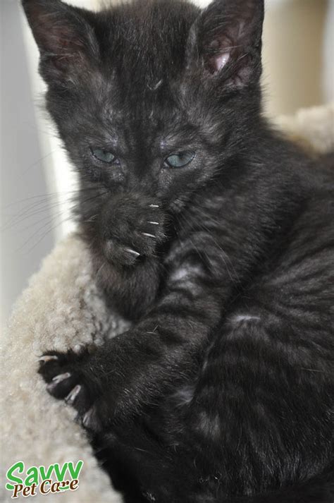 Even the size of their fur can also be factored many cat owners love to name their cats on famous personalities or celebrities. The Glorious Tabby Cat: Personality, Pattern, History ...