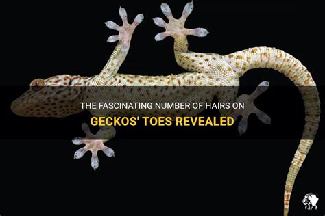 The Fascinating Number Of Hairs On Geckos Toes Revealed Petshun