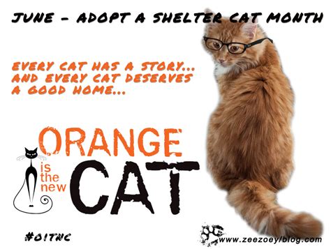To learn more about each adoptable cat, click on the i icon for some fast facts or click on. Advice from the Experts - The Most Effective Strategies to ...