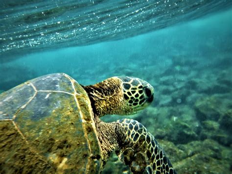 Swimming With Sea Turtles Swam With The Green Sea Turtles Flickr