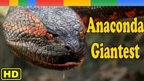 Anaconda Documentary The Giant Monster Nat Geo Wild Documentary Hd