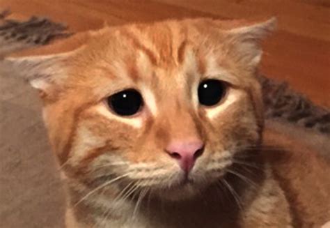 Copy Cat Real Life Puss In Boots Melts Hearts With Trademark Sad Eyes