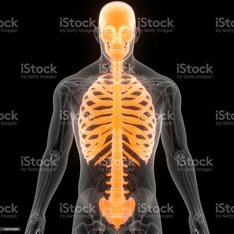 Sistema Esqueleto Humano Anatomía Del Esqueleto Axial Foto De Stock Y
