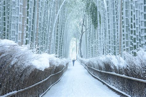 Arashiyama Bamboo Grove In Winter Inside Kyoto