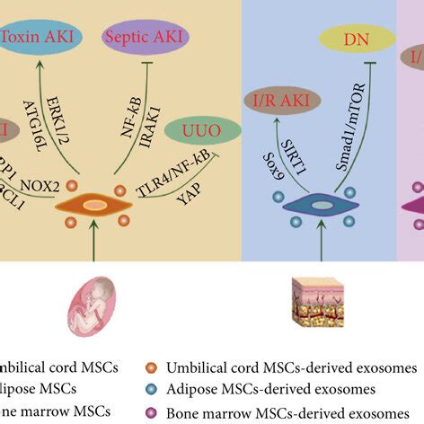 Mechanisms Of Msc Exosomes In Renal Regeneration Mscs Derived From The