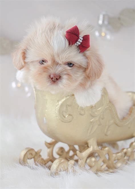 Cream Shih Tzu Puppies For Sale | Teacups, Puppies & Boutique