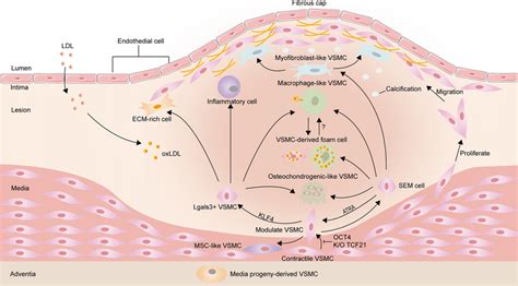 overview of vascular smooth muscle cells vsmc phenotypic transition download scientific