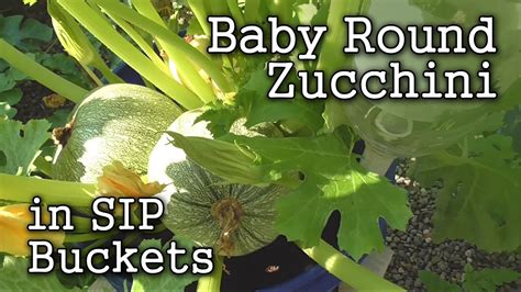 Baby Round Zucchini Grown In 5 Gallon Self Watering